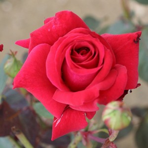 DEEP SECRET (hybrid tea)